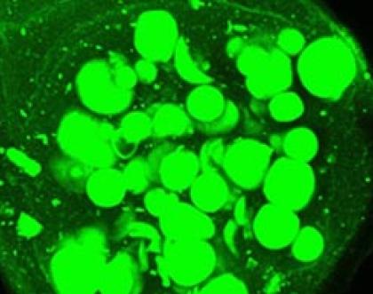 Cover image of The new generation of microscopic robots 